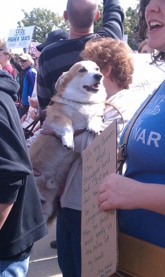 occupy corgi.jpg