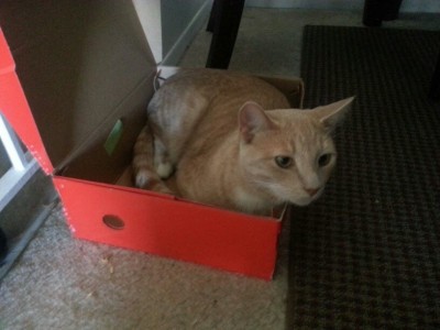 cat1.jpg